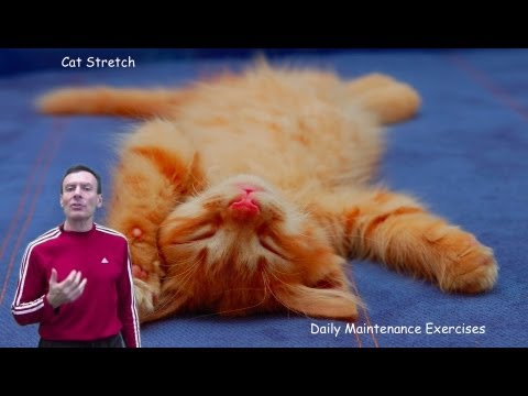 Cat Stretch Daily Exercise for Back Relief to Dance Pain Away
