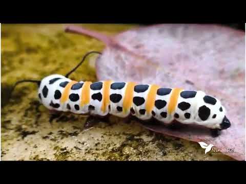 Pequenos habitantes da RPPN Nina Rosa: Lagarta