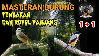 Download lagu Masteran Kombinasi Trucukan & Cendet Tembakan dan Ropel Panjang mp3 Download lagu Masteran Kombinasi Trucukan & Cendet Tembakan dan Ropel Panjang mp3