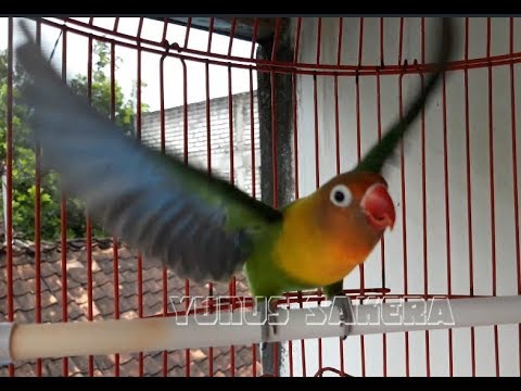 Download Lagu Burung Lovebird Gacor Mp3 Gratis
