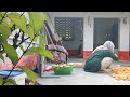 Gaovkadeshivlog My Village Lifestyle Village House Wife Daily Routine At Home Hemavillagelifevlog