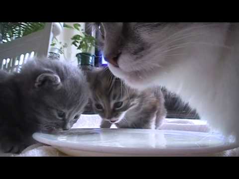 kittens drinking milk for the fist time