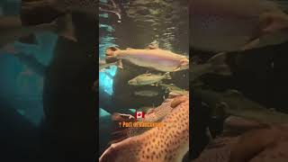 In town for a cruise? - The Aquarium Fishes 🧡❤️🧡 #cruiseport #vancouver #alaska