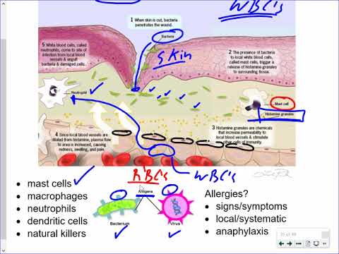 Mr. Walker's Biology 20: Immune System