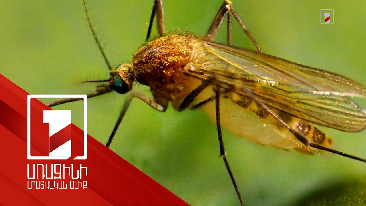 Արևմտյան Նեղոսի տենդով վարակվածների միայն 1%-ի մոտ է ախտահարվում կենտրոնական նյարդային համակարգը