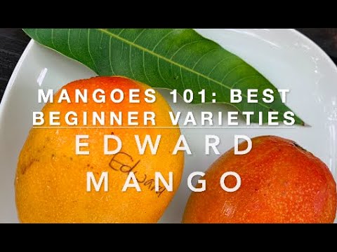 BEST BEGINNER VARIETIES: EDWARD MANGO - YouTube