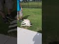 Dakota Throwing Another Tantrum Leaving The Dog Park