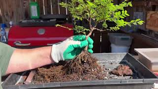 Rough Bark Chinese Elm Repot