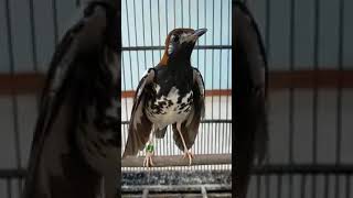 Download lagu anis kembang betina lenjeh buat cas mp3