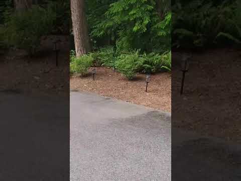 Heriberto Soria Rodriguez and landscaping and Maintenance