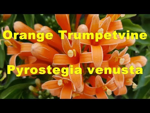 , title : 'Orange Trumpetvine Pyrostegia venusta - flamevine HD Video 01'