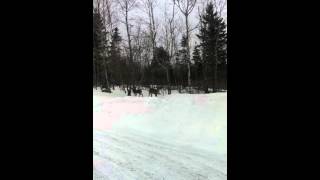 Wildlife in Northern Maine