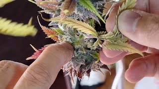 How to WET TRIM - Poke & Pull Trim Tek - Dry Dense Leafy Buds Faster