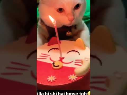 Cat Birthday Celebrate#short #youtubeshorts