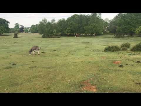 Friendly donkeys in England’s New Forest - Lyndhurst, Hampshire