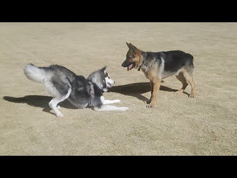 GERMAN SHEPHERD JERICHO VS HUSKY KOBY PLAY AT THE DOG PARK 2021