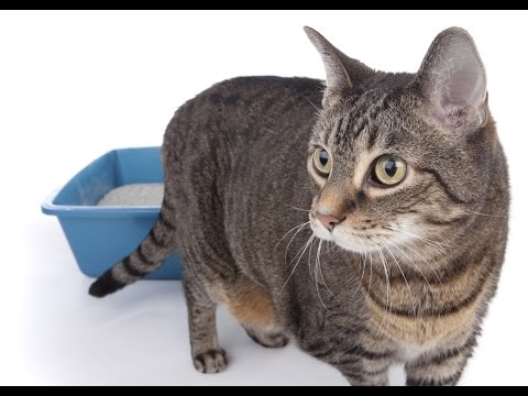 How to Stop Male Cats From Urinating Outside of the Litter Box