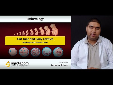 Gut Tube and Body Cavities | Diaphragm and Thoracic Cavity | Embryology | Anatomy