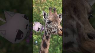 #ねこまたさん 動物散歩✦ #ホロライブ #猫又おかゆ #デタバレネコ #3D #ローポリ #shorts