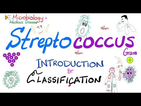 Streptococci - Introduction and Classification (Group A, Group B, Group D) | Microbiology 🧫
