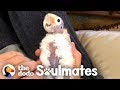 This Guy Wasn't A Bird Fan Until He Met This Little Bald Cockatoo | The Dodo Soulmates