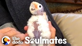 This Guy Wasn&#39;t A Bird Fan Until He Met This Little Bald Cockatoo | The Dodo Soulmates