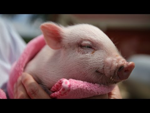 Adorable mini pigs bred in this small, Alabama town