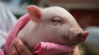 Adorable mini pigs bred in this small, Alabama town