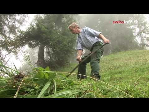 Keeping ancient hay making tradition alive