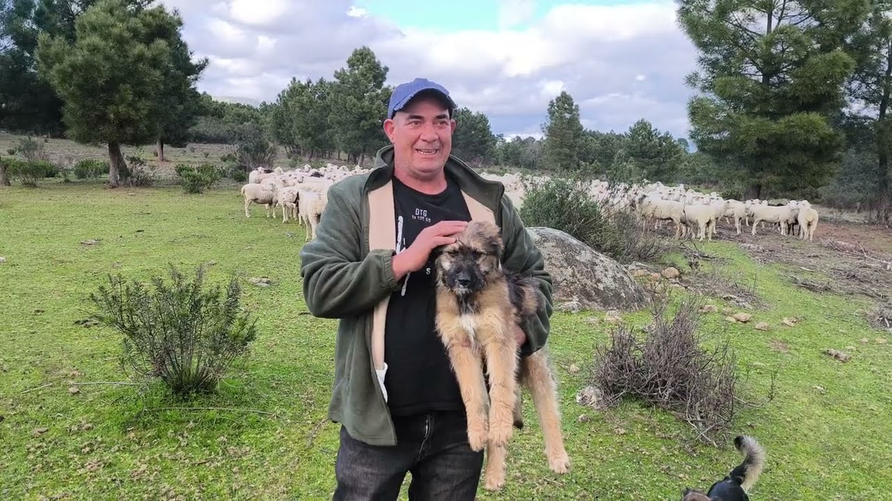 Los progresos de quinto con las ovejas, el perro pastor vasco