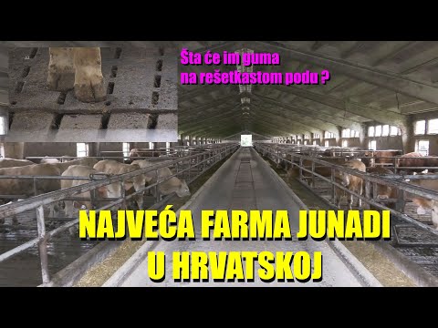 NAJVEĆA FARMA ZA TOV JUNADI U HRVATSKOJ- evo kako rade - koji je sistem i KOLIKO SUBVENCIJA dobijaju