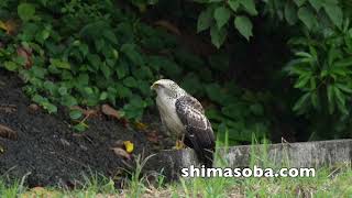カンムリワシ幼鳥、タマシギ親子ほか(動画あり)