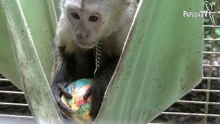 Monkey Basketball Player - Part 2 - Capuchin Got a Ball