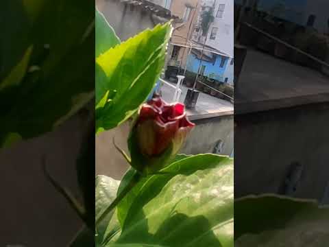 #flowergardening #short