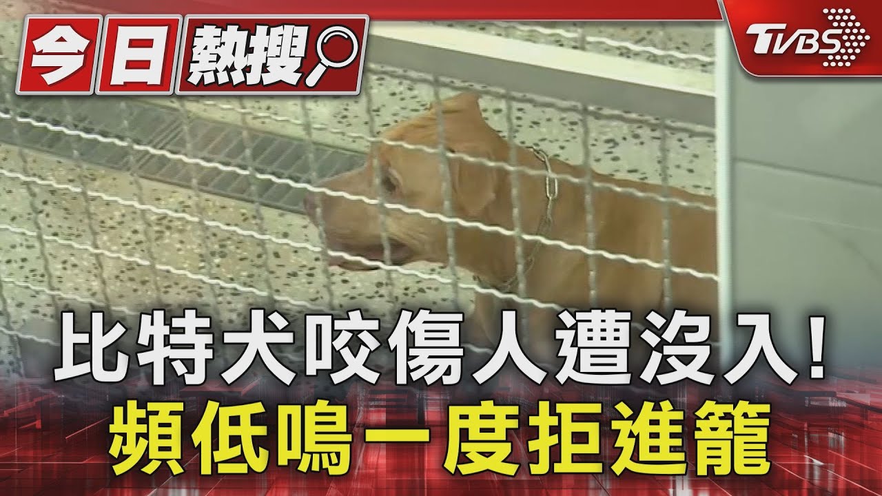 比特犬咬傷人遭沒入! 頻低鳴一度拒進籠