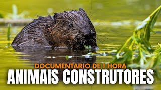 OS CONSTRUTORES MAIS GENIAIS DA NATUREZA: Engenheiros Animais Que Desafiam a Física