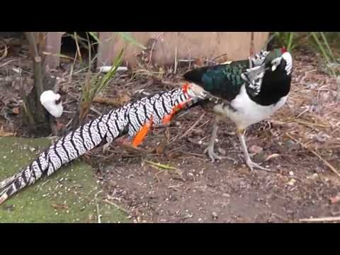 Male Lady Amherst Pheasant transition juvenile to adult