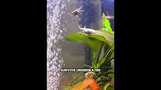 🦀😂 This Crab Became Obsessed with the Bubble Ride! #usa