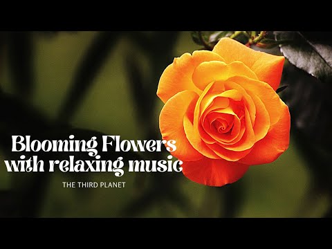 Blooming flowers Time Lapse | beautiful flowers | Relaxing music | #flowers