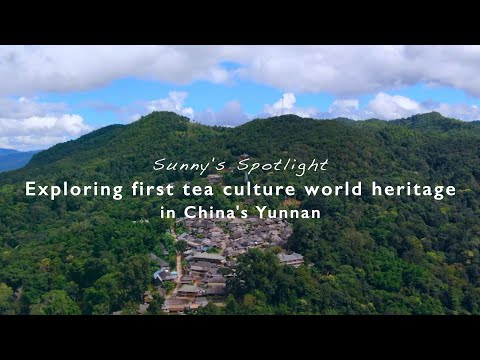 GLOBALink | Exploring first tea culture world heritage in China's Yunnan | Sunny's Spotlight