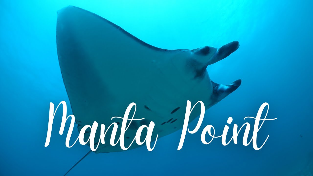 Discover the captivating video journey through Manta Point Diving.