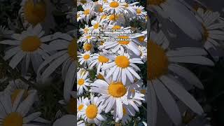 Download lagu manusia ketika baik aja salah apalagi salah guz baha #quotes #motivasi #shorts mp3 Download lagu manusia ketika baik aja salah apalagi salah guz baha #quotes #motivasi #shorts mp3