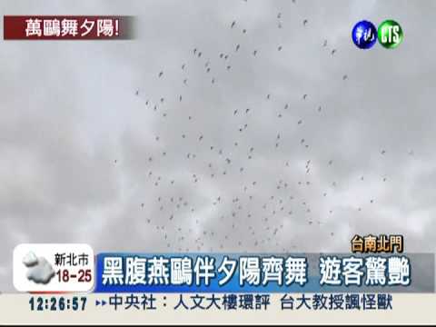 黑腹燕鷗飛舞 北門潟湖好美!