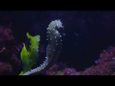 Stunning 4K Underwater footage + Music Seahorses Nature/ocean animals/relaxing/ sleep videos/calming