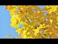 Музыка фортепиано Ностальгия 