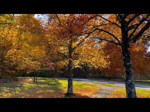 Autumn Leaves & Golden Sun | Marz