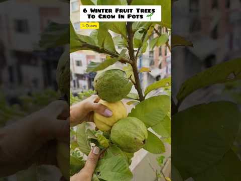 6 Winter Fruit Trees To Grow In Pots 🌱 #terracegarden #fruit #shorts