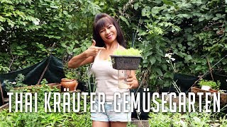 Mamis Thai Kräuter Gemüse Garten Rundgang von Thai Basilikum, Zitronengras bis Wasserspinat