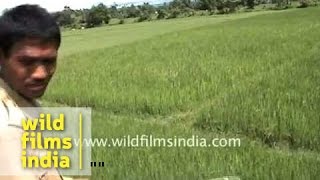 Tiger attacks Elephant video thumbnail