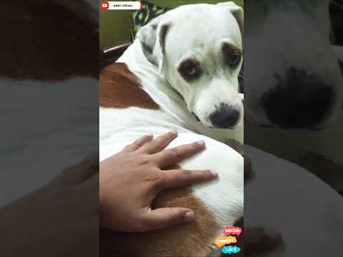 pale na hote to bahut bura kate original video😂😎😂 #shorts #funnyvideo #funny #dog #short #reels